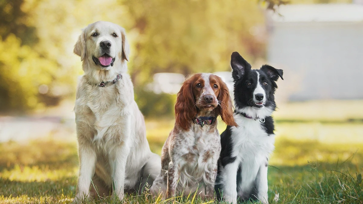 Happy Dog Enjoying Premium Pet Care in Gurgaon