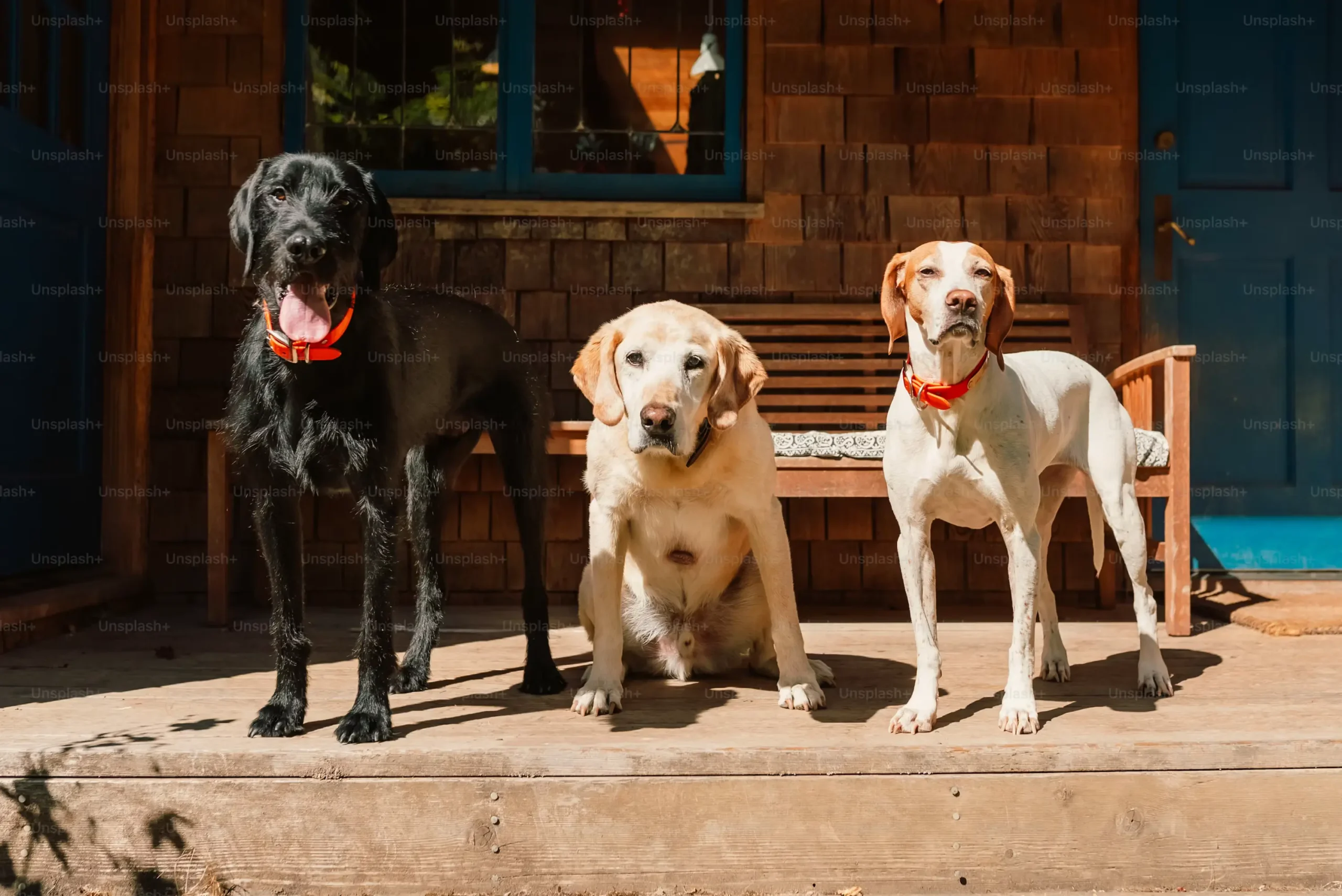 Safe and secure daycare facilities for pets