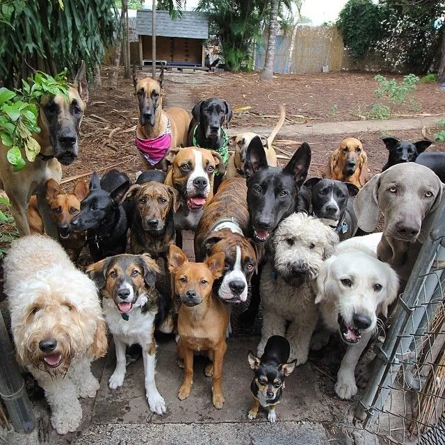 Socializing and playtime at dog daycare Aravali Kennel Zone