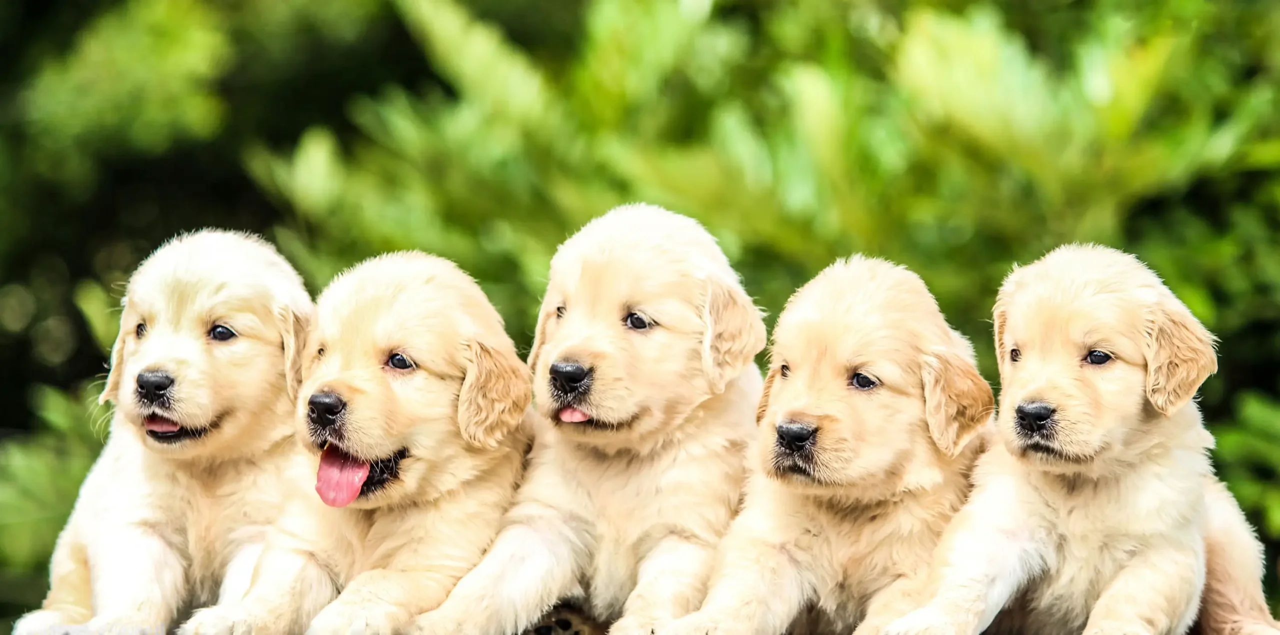 Friendly Dog Hostel Near Me - Contact Aravali Kennel