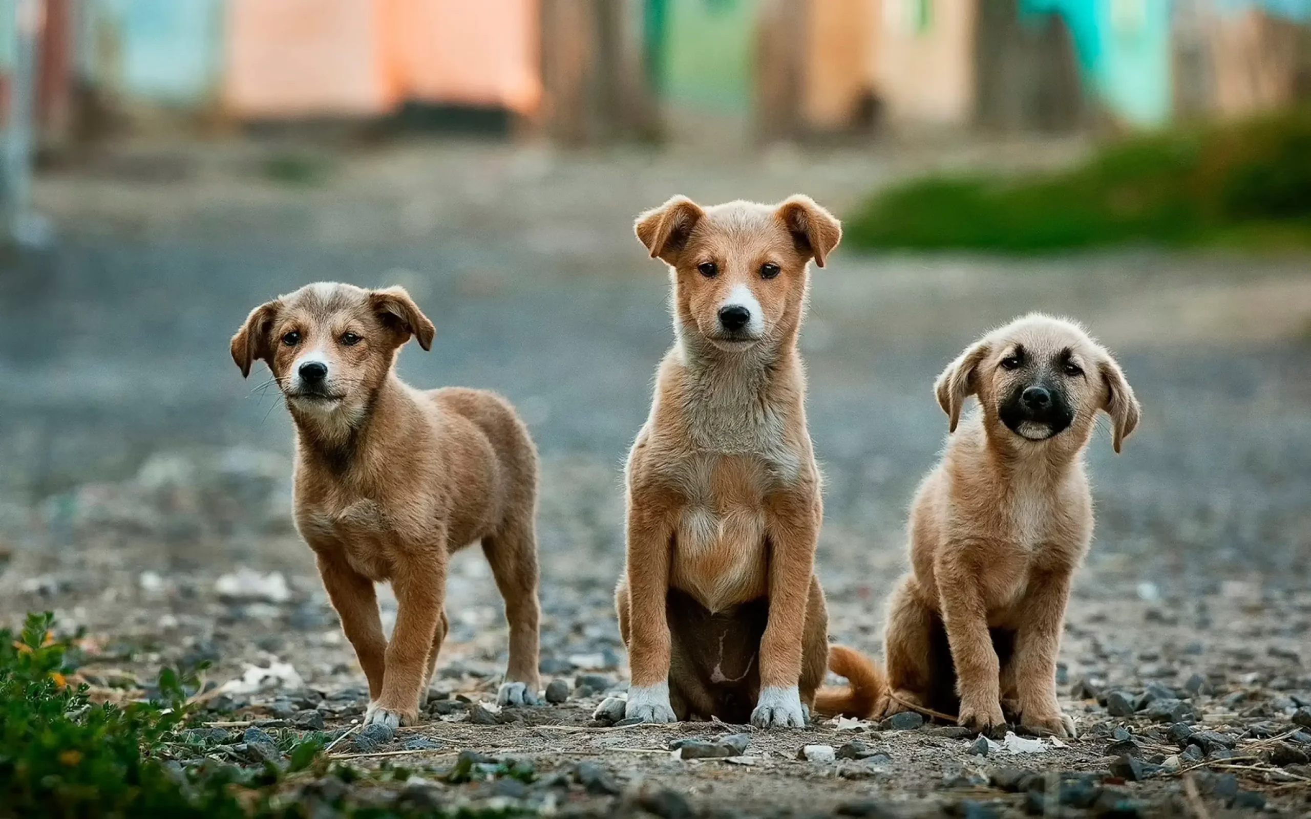 Premium Pet Boarding Accommodations in Gurgaon