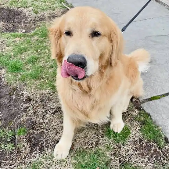 Happy Labrador walking at Dog Care Center in Gurgaon