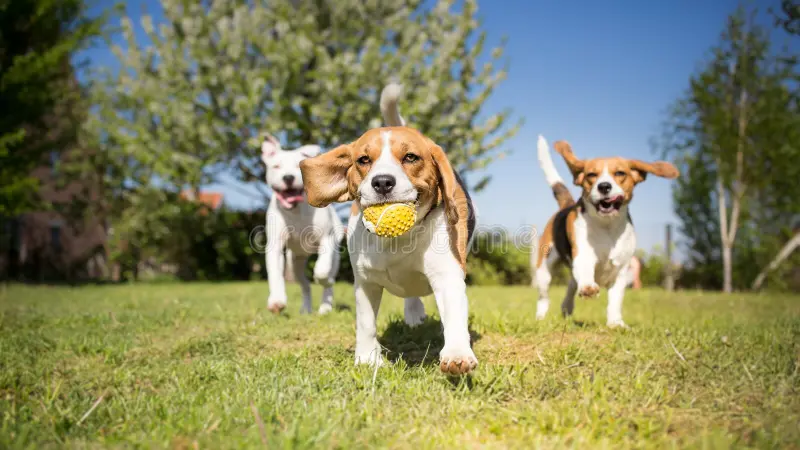 Dogs socializing during a walk