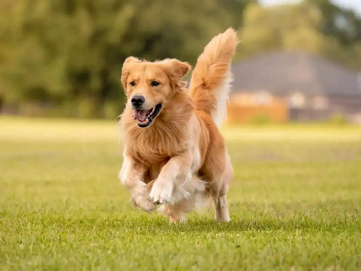 Daily Dog Walks - Dog Care Center in Gurgaon