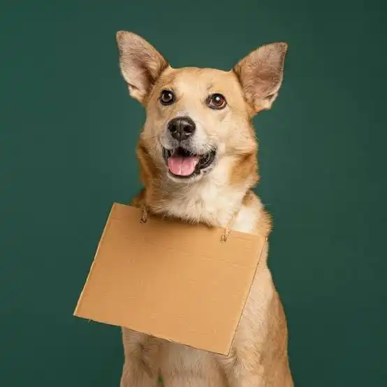 Best Dog Hostel in Gurgaon Boarding