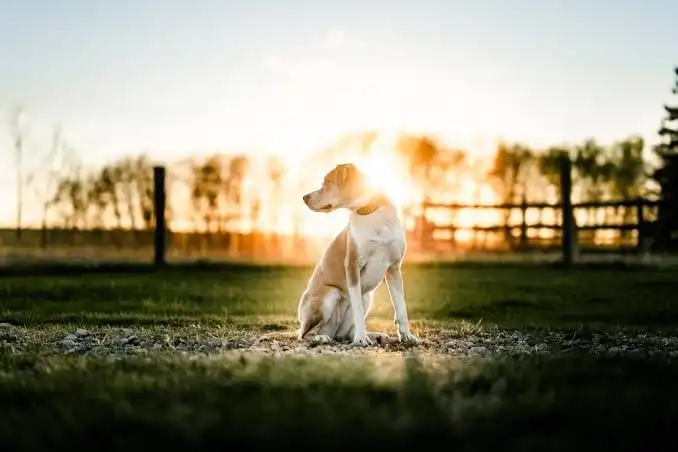 Premium Dog Hostel in Gurgaon - Aravali Kennel Zone
