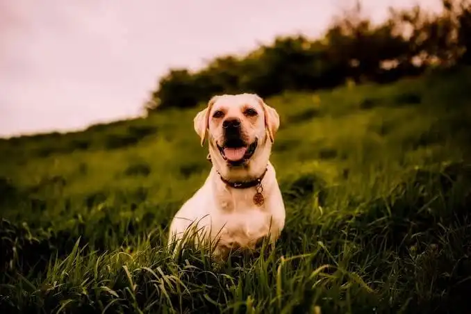 Best Pet Boarding Service in Gurgaon - Aravali Kennel Zone