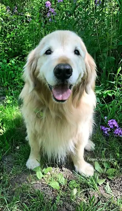 Expert Dog Grooming Services Gurgaon