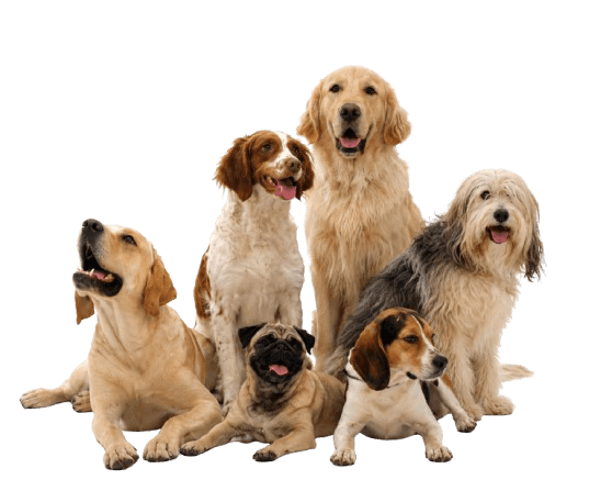 Respectful Dog Cremation Mascot Gurugram