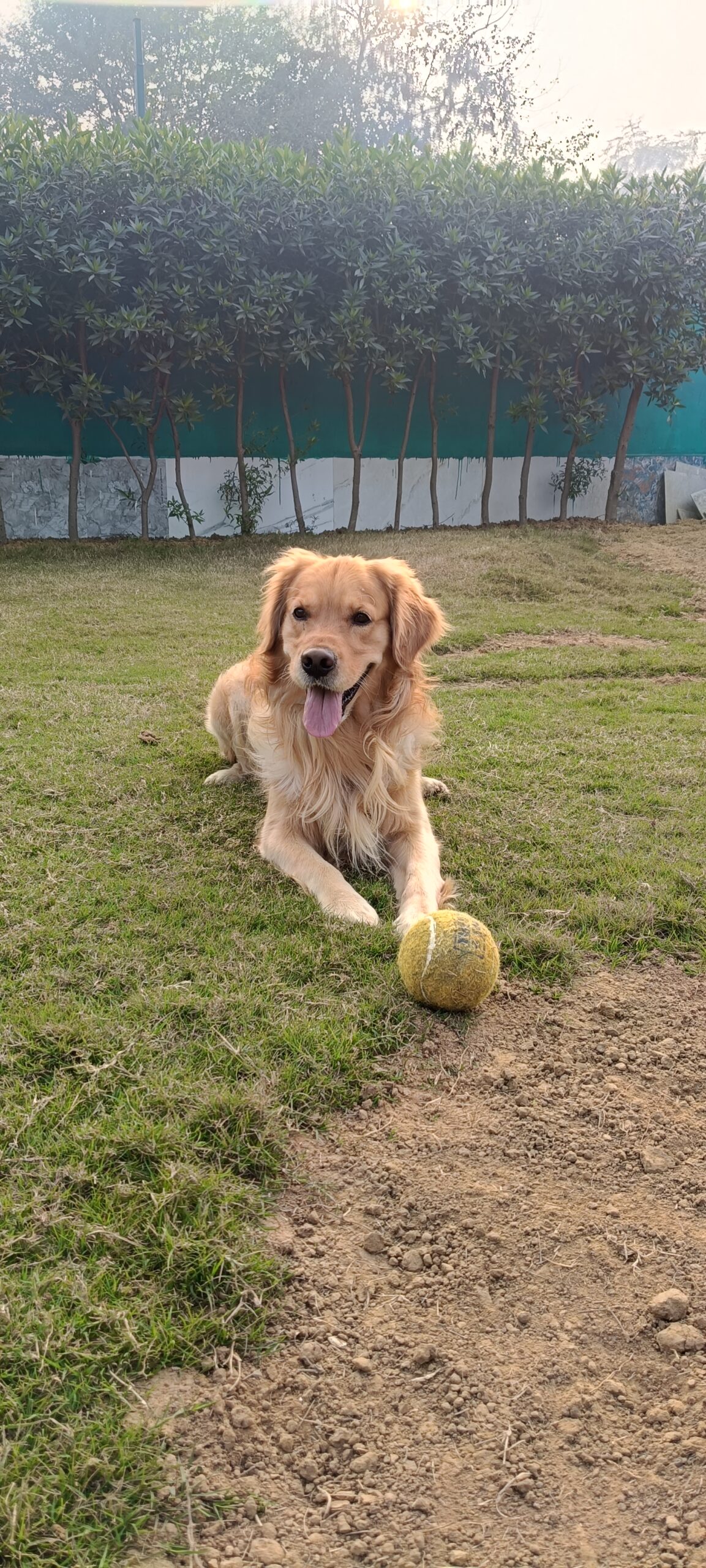 Honoring playful bonds and joyful moments - Pet and Dog Cremation Gurugram