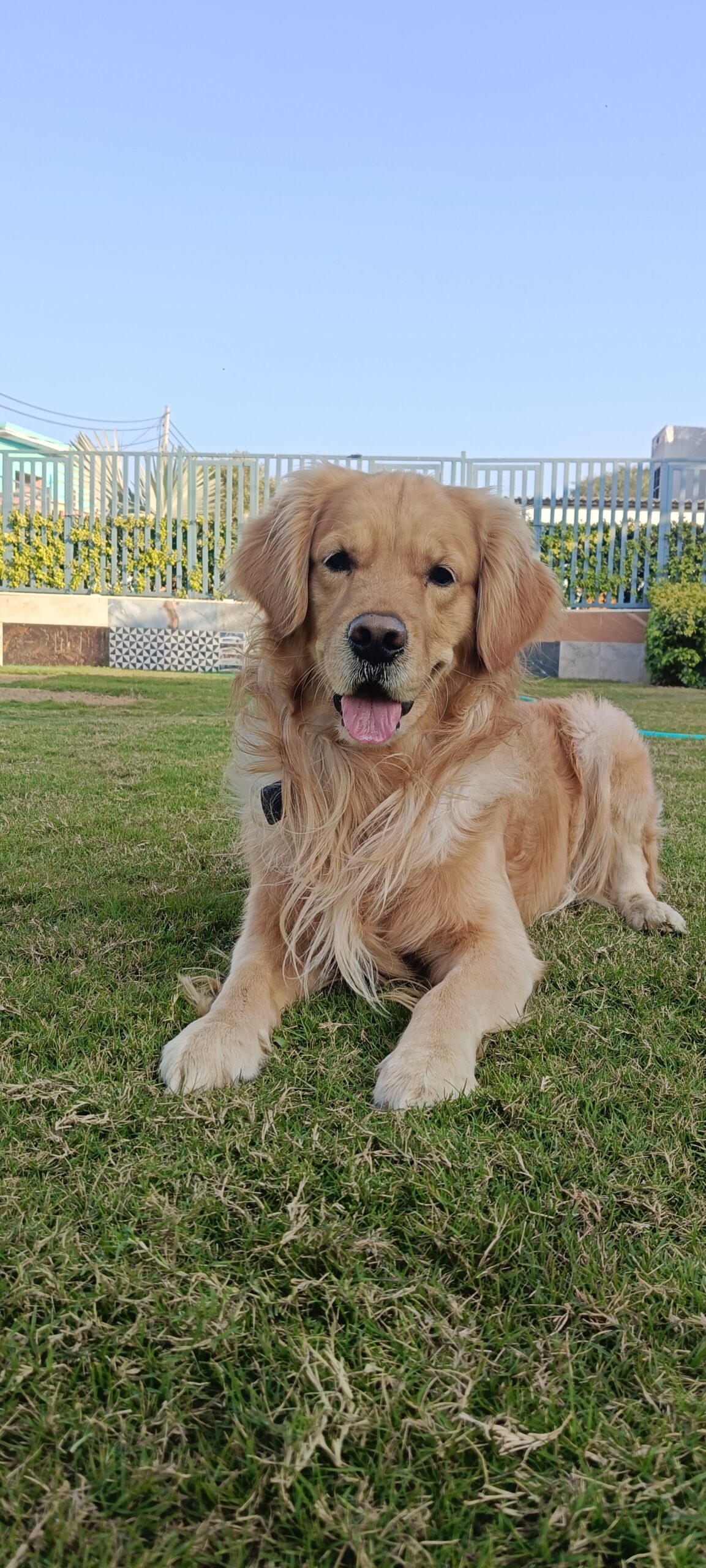 Dog boarding facilities in Gurgaon Aravali Kennel Zone