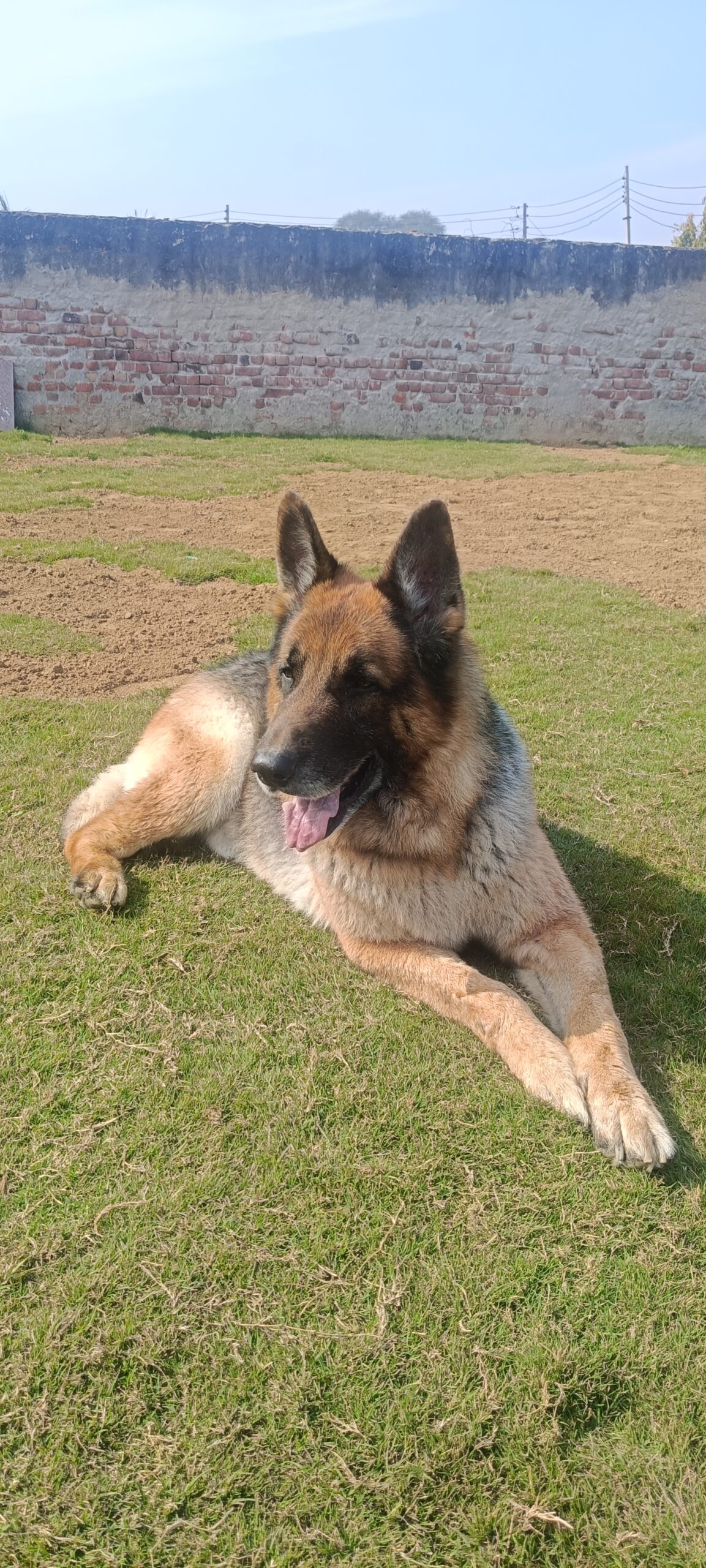 Peaceful transition and dedicated Dog Cremation Gurugram