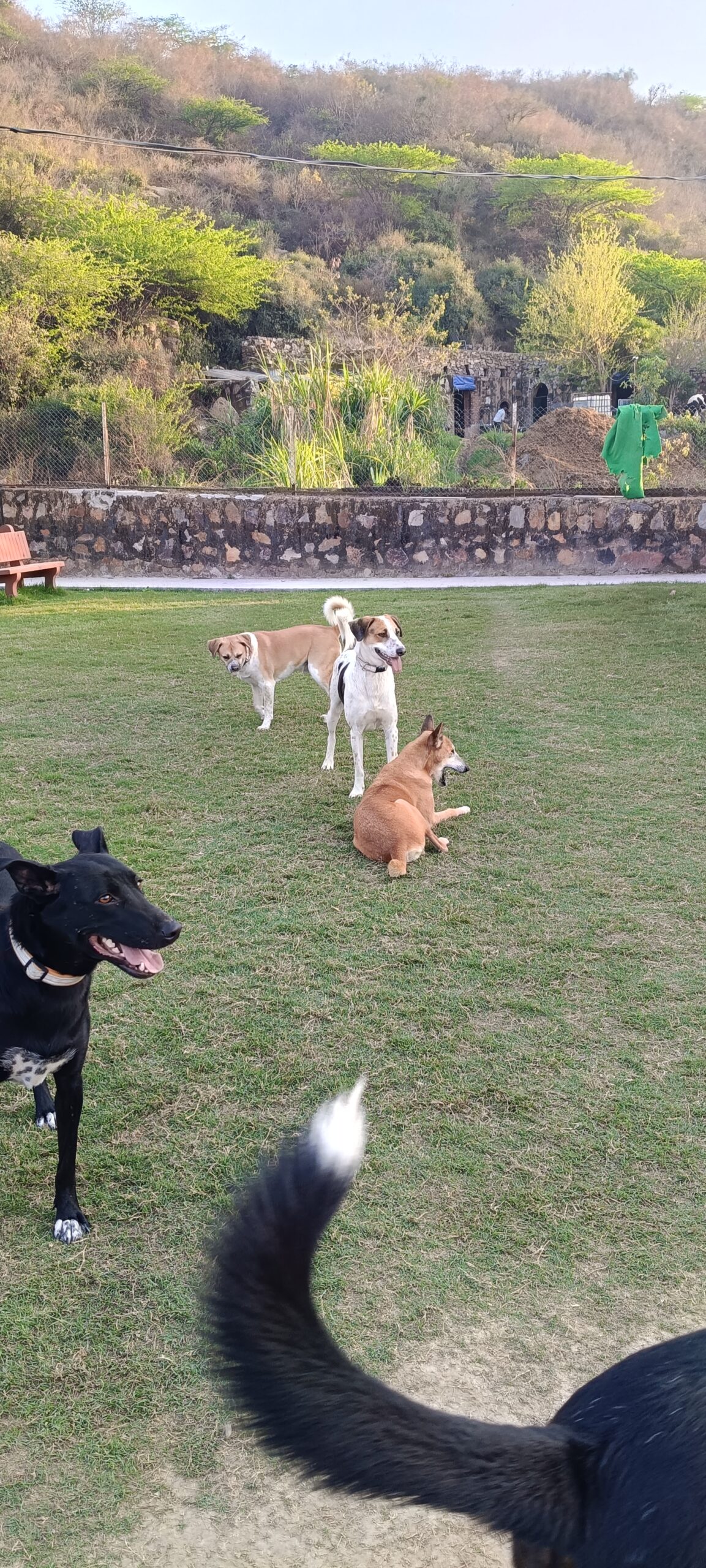 Premium dog care services in Gurgaon